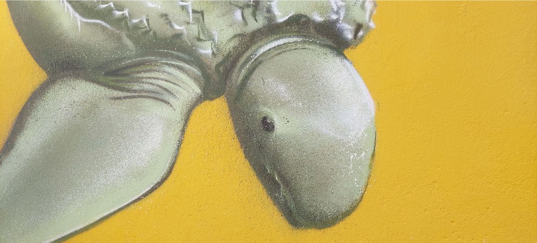 Tortue-MaCO
